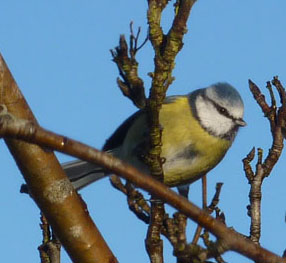 Blue Tit